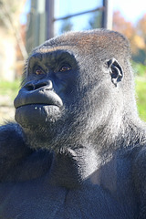 Portrait of a great ape (Explored)