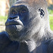 Portrait of a great ape (Explored)