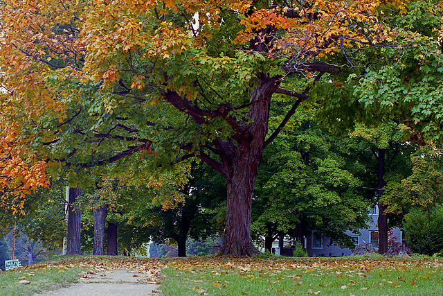 Fall Tree 1996
