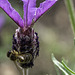 Lavender with Bee and spider