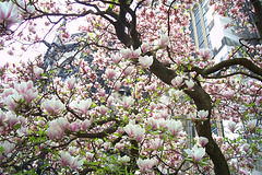 DE - Aachen - Cathedral hidden behind tree in bloom