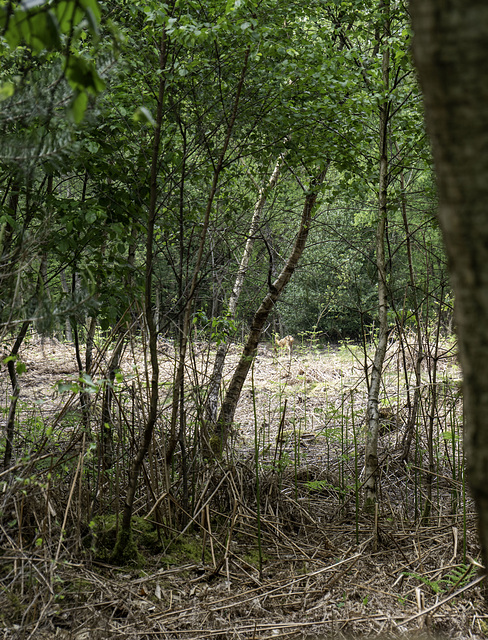 A distant Deer in Bourne Woods