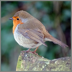 A round robin in a square format