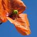 Orange (and a canvas of blue ) - -