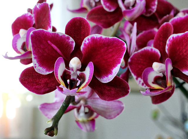 Kleine Orchidee......