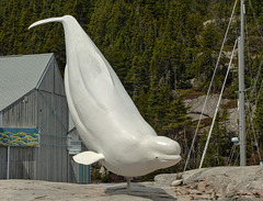Day 6, Beluga, Marine Mammal Interpretation Centre, Tadoussac, Quebec