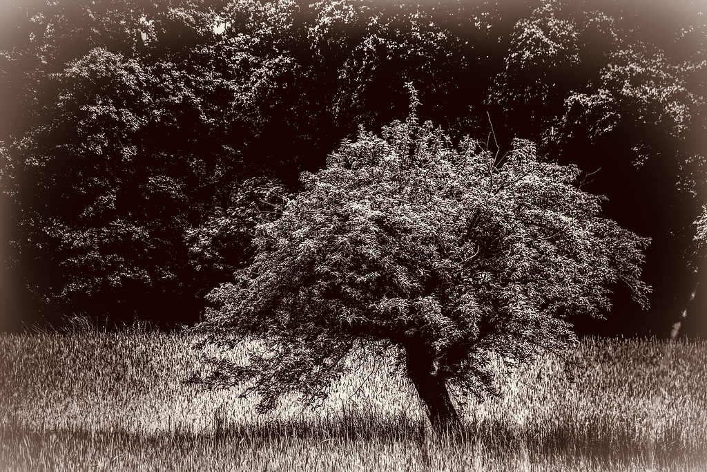 A Tree in the Fields