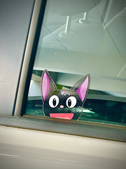 Car Cat