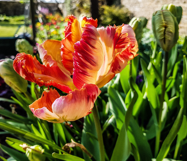 Flaming tulip