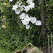 Clematis tree and fence for HFF
