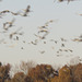 Sandhill cranes - Wheeler NWR