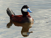 Ruddy Duck male