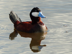 Ruddy Duck male