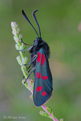 Six Spot Burnet Moth (Zygaena filipendulae)