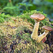 Waggoner's Wells Fungi - Table for one!