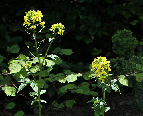Sinapis alba Sinapis alba