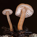 80/366: Moist Mushrooms