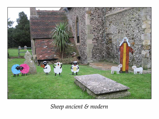 Crib Festival sheep ancient & modern  V Skues 12 12 2014