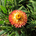 Strawflower / Xerochrysum bracteatum
