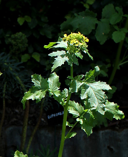 Sinapis alba Sinapis alba