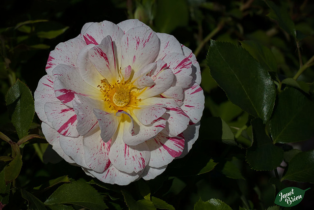 99/366: Mottled Rose