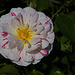 99/366: Mottled Rose