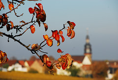 Kallstadt - Herbstblätter