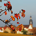 Kallstadt - Herbstblätter