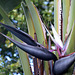 Strelitzia nicolai - Baum-Strelitzie | Baum-Paradiesvogelblume