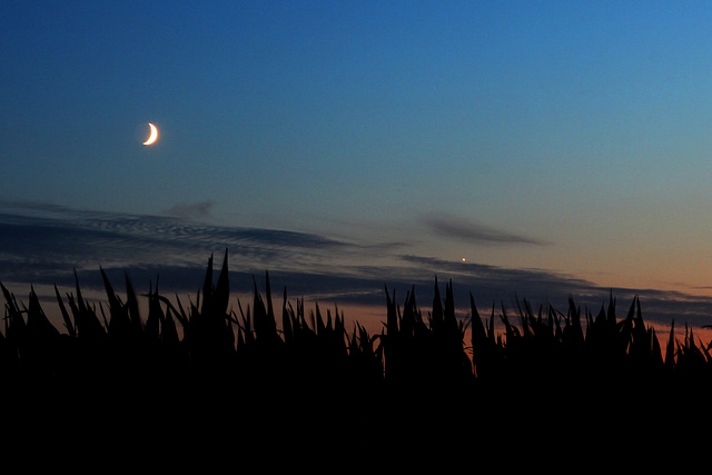 Mond und Venus überm Maisfeld