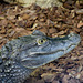 Spectacled Caiman