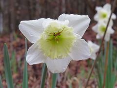 Daffodil with friend