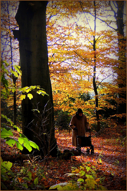#19 The Elderly lady and her Autumn walk...