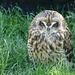 Sleepy Short-eared Owl