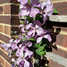 Clematis flowers in the Autumnal sunshine for HFF