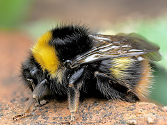 Early Bumble Bee Queen (Bombus pratorum)