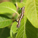 Grey dagger moth (Acronicta psi) caterpillar