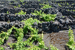 Azores, The Island of Pico, Vineyard on the Ground of Volcanic Rocks and Stones
