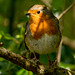 friendly robin