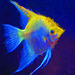 Angel Fish, Florida Aquarium - Topaz Impressionistic Swirley Strokes II
