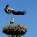 Flying lesson Storks...