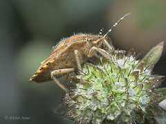 Hairy Shieldbug (Dolycoris baccarum)