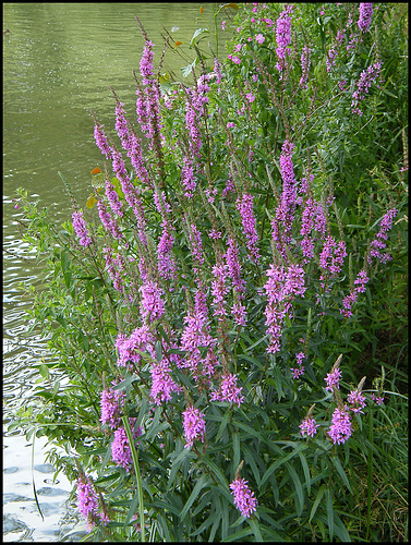 loosestrife by the river