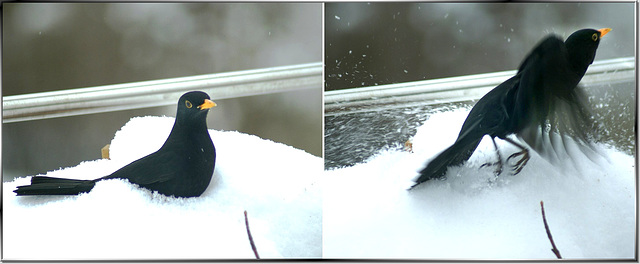 Blackbirds mishap... ©UdoSm
