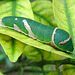 Mature Caterpillar of a Swallowtailbutterfly ,Vietnam