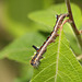 Grey dagger moth (Acronicta psi) caterpillar