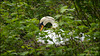 The Nesting Swan