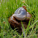 Slug love... is in the air...