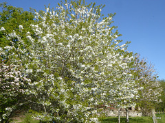 Anyone have a recipe for cherry brandy? I think we are going to be grossly overbought on cherries this year, judging by the amount of blossom on our trees...
