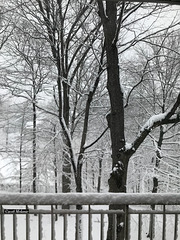 Spring snow ... view from my living room